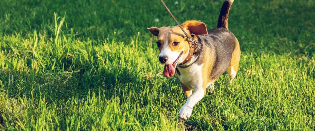 Dog Walking in Wayne, NJ