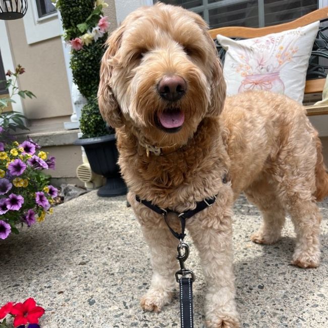 dog with a leash, ready for a walk.