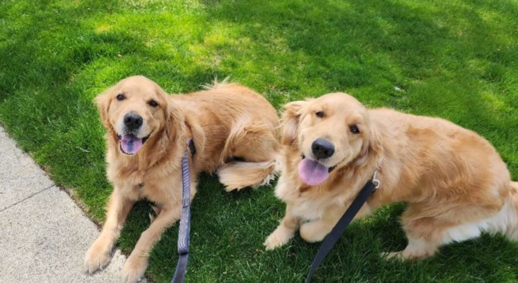 Pet Care in Wayne NJ